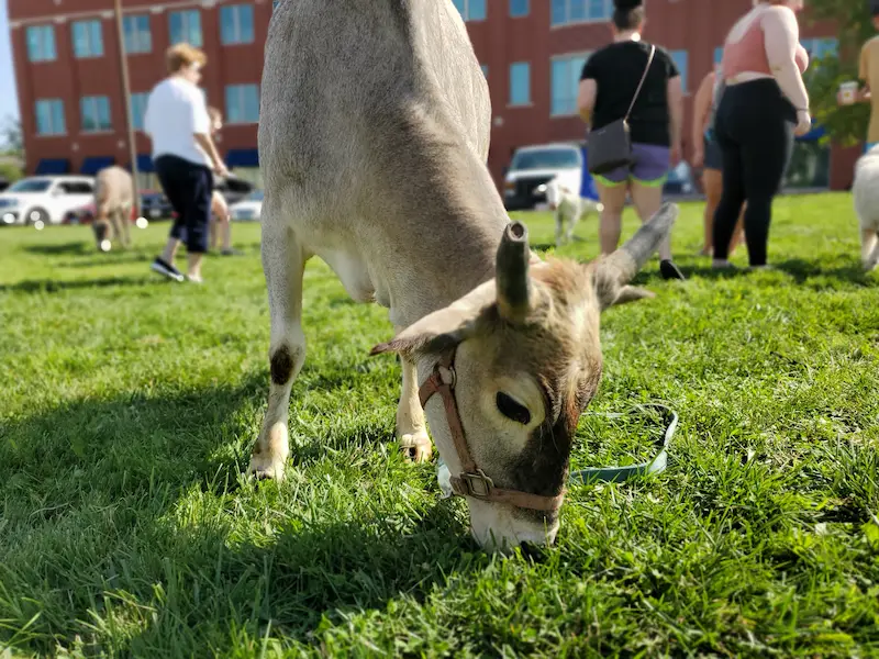 Petting zoo at the market